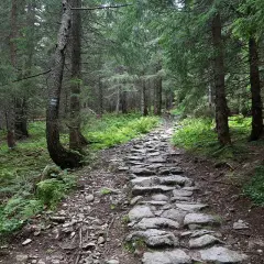 Kamienista ścieżka w lesie, prowadząca w górę. W oddali widać zieloną dolinę wyżnia chochołowska.