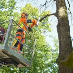 Jak ściąć drzewo od góry bezpiecznie i skutecznie - uniknij błędów