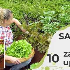 Dlaczego sałata rośnie w górę? Oto najczęstsze przyczyny i rozwiązania