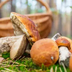 Gdzie na grzyby z noclegiem? Odkryj najlepsze miejsca w Polsce