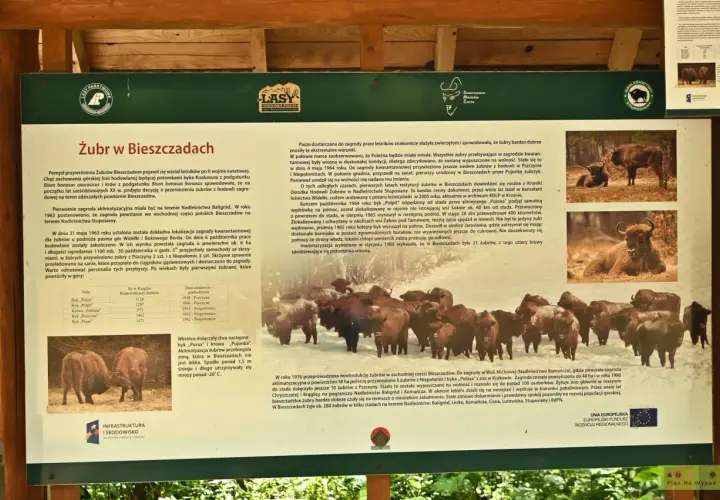 Tablica informacyjna o żubrach w Bieszczadach, przedstawiająca zdjęcia tych zwierząt i opis historii ich powrotu. Zagroda żubrów Muczne.