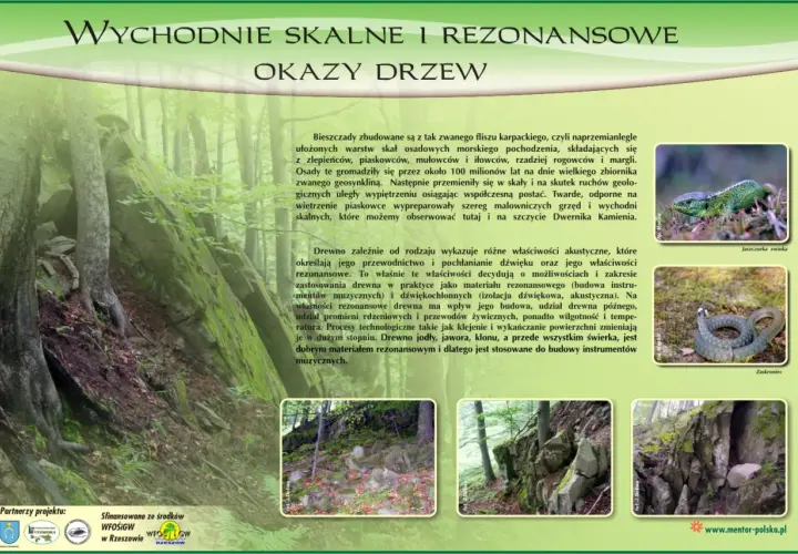 Ekomuzeum w krainie Bojków: skalne okazy drzew i ich akustyczne właściwości. Jaszczurka i zaskroniec w naturalnym środowisku.