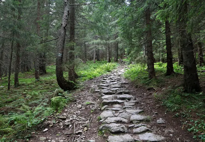 Kamienista ścieżka w lesie, prowadząca w górę. W oddali widać zieloną dolinę wyżnia chochołowska.