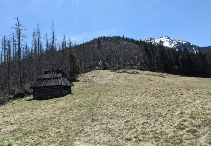 Drewniana chata na polanie Huty Lejowej, otoczona uschniętymi drzewami i kwitnącymi krokusami. W tle góra z ośnieżonym szczytem.