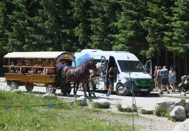 Koniki morskie oko ciągną dorożkę z turystami obok białego busa, na tle gęstego lasu iglastego.