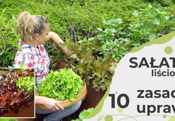 Dlaczego sałata rośnie w górę? Oto najczęstsze przyczyny i rozwiązania