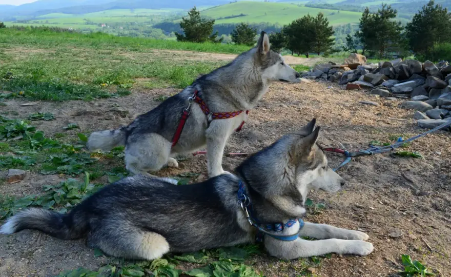 Bieszczady z psem: Legalne szlaki i praktyczne porady