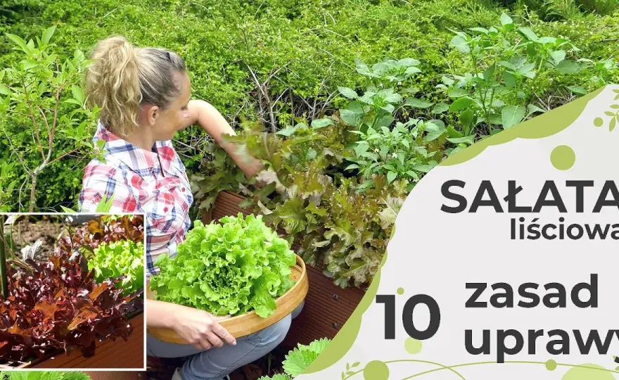 Dlaczego sałata rośnie w górę? Oto najczęstsze przyczyny i rozwiązania