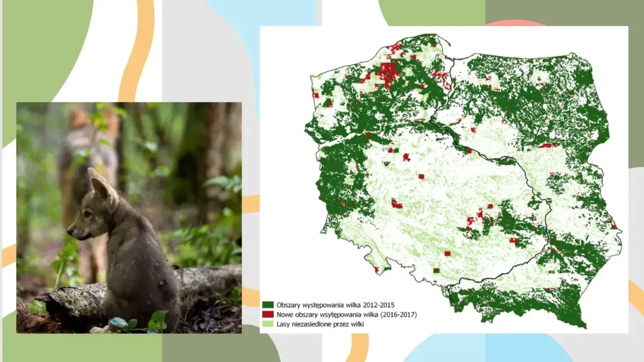 Szczenię wilka w lesie, obok mapa pokazująca obszary występowania wilka w Polsce i lasy niezamieszkane przez wilki.