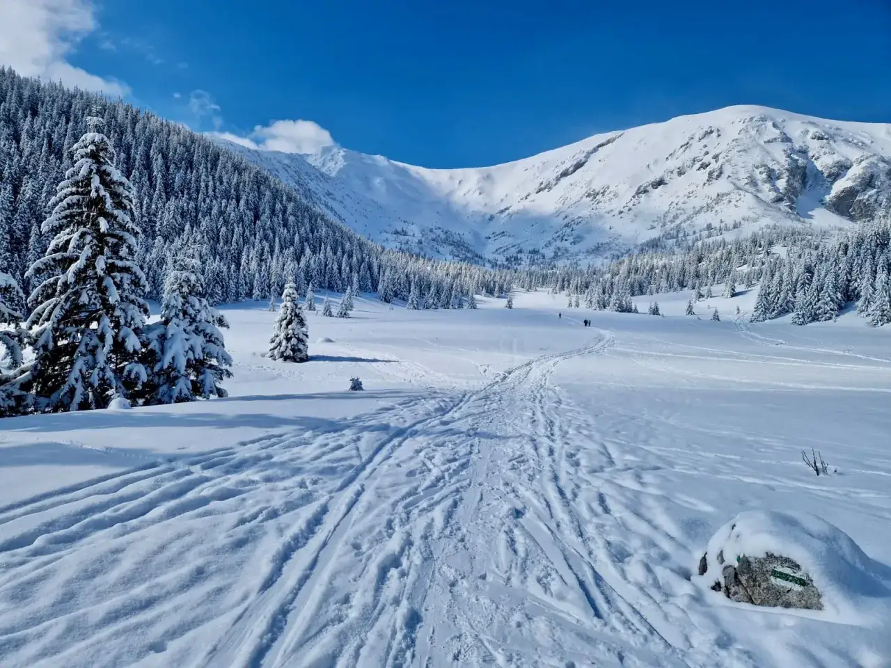 Śnieżne szlaki zimowe Tatry, zalesione zbocza i ośnieżone szczyty tworzą malowniczy krajobraz.